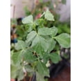 thumbnail image 4 of Tropical Seeds -RARE  Balm of Gilead -10 Heirloom  Seeds-Commiphora berryi -Tropical Container Gardening   See Listing Below, 4 of 5