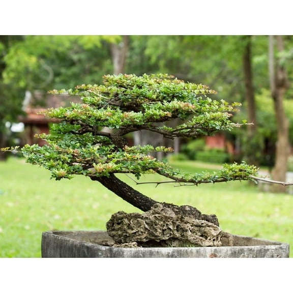 Money Plant Bonsai Tree Seeds -30 Seeds - Weeping Fig - Ficus benjamina, Excellent Indoor Plant - Money Plant Seeds