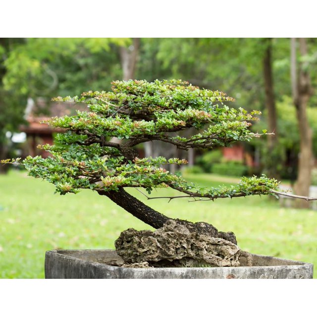 Money Plant Bonsai Tree Seeds 30 Seeds Weeping Fig Ficus benjamina