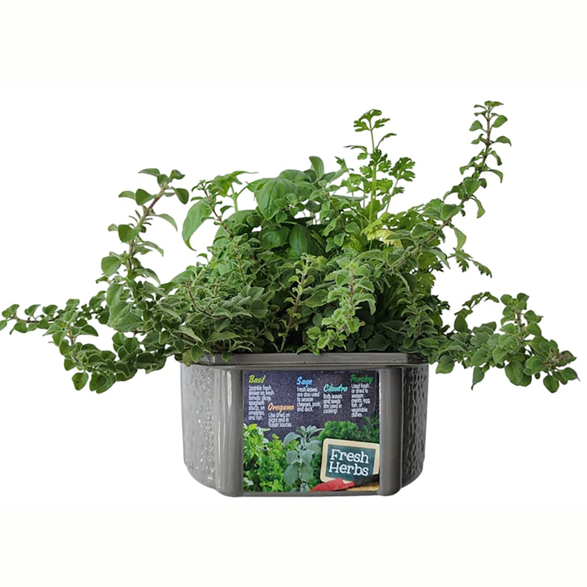 Unique Gardener: Culinary Herb Collection - DIY Biosphere Terrarium Starter Kit, Grow 5 Different Delicious Herb Plants, Kitchen Window Indoor Garden