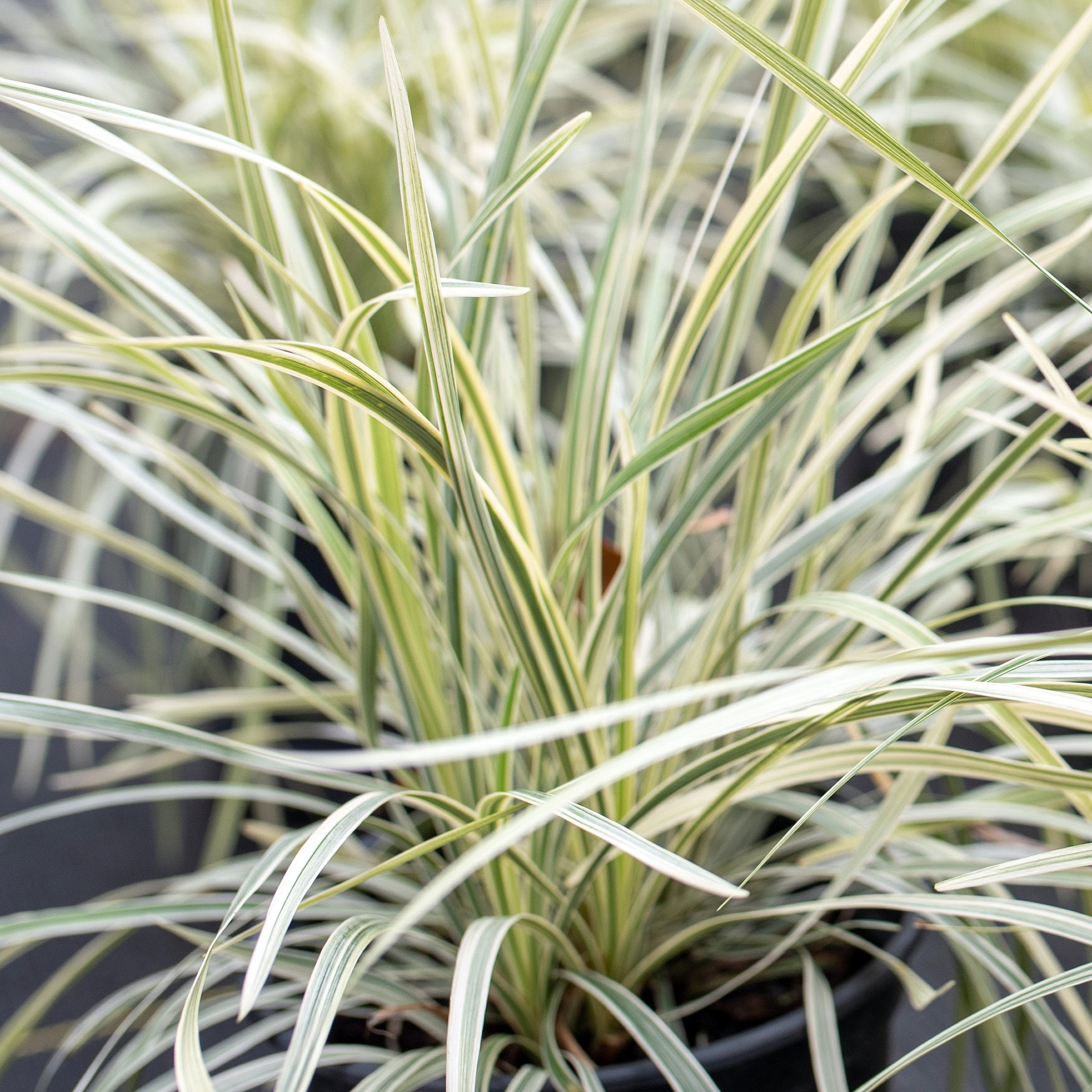 National Plant Network 4 in. Liriope Aztec Grass (16-Pack)