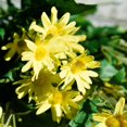 thumbnail image 4 of Flores de seda de margaritas, arreglo de flores artificiales para exteriores y ramo de boda (2 paquetes de flores, simplemente amarillo) Sincero  Juguete, 4 of 5