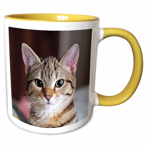 3drose, Tabby Cat Kitten, 15oz Two-tone Yellow Mug