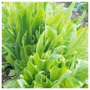 Everwilde Farms - 1 oz Organic Amish Deer Tongue Leaf Lettuce Seeds - Gold Vault Bulk Seed Packet
