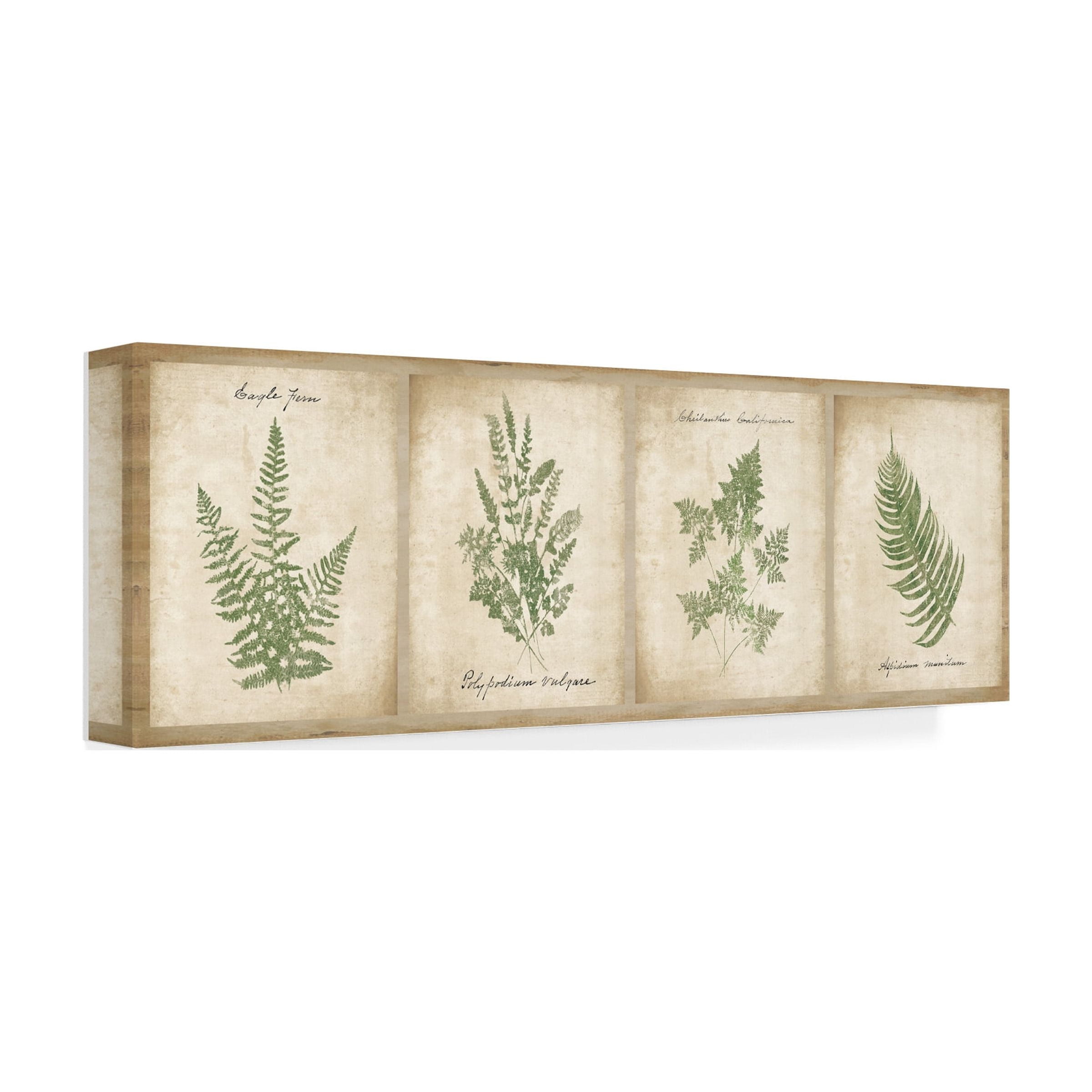Wild Apple Portfolio 'Vintage Ferns 4 Image Panel' Canvas Art