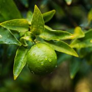 Brighter Blooms - Limequat Citrus Tree, 1-2 ft. - No Shipping to AK, AL, AZ, CA, FL, GA, HI, LA, MS, OR, TX
