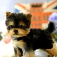 thumbnail image 2 of Yorkie Dog Toys plush Toys Realistic Simulation Lifelike Stuffeds Interactive Companion Animal Models Children's Gifts,100% Handcrafted, 2 of 9