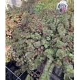 thumbnail image 2 of Sedum Dragons Blood- Quart pot— Green to Red plant— Drought resistant— Succulent, 2 of 5