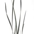thumbnail image 4 of 8 Pack: Green Magnolia Flax Grass Bundle by Ashland®, 4 of 5