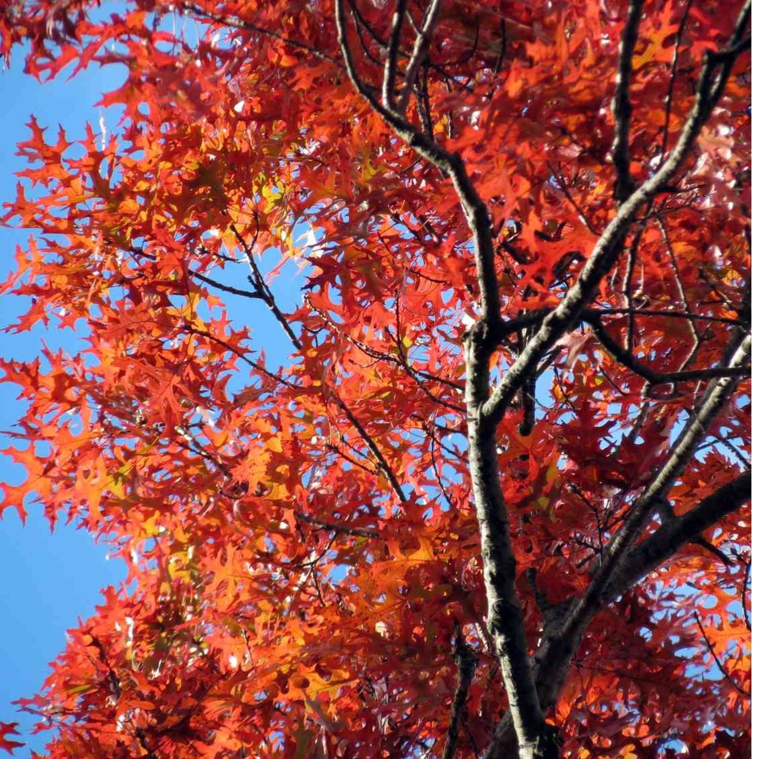 Expert Gardener 2-3' Oak Scarlet Letter™ Live Tree in 1 gal. Grower Pot