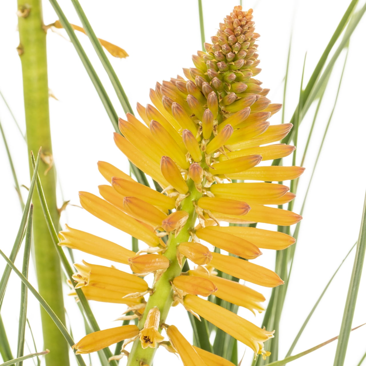 Better Homes & Gardens Poco Kniphofia Live Perennial Plant, Full Sun, 3 Pack