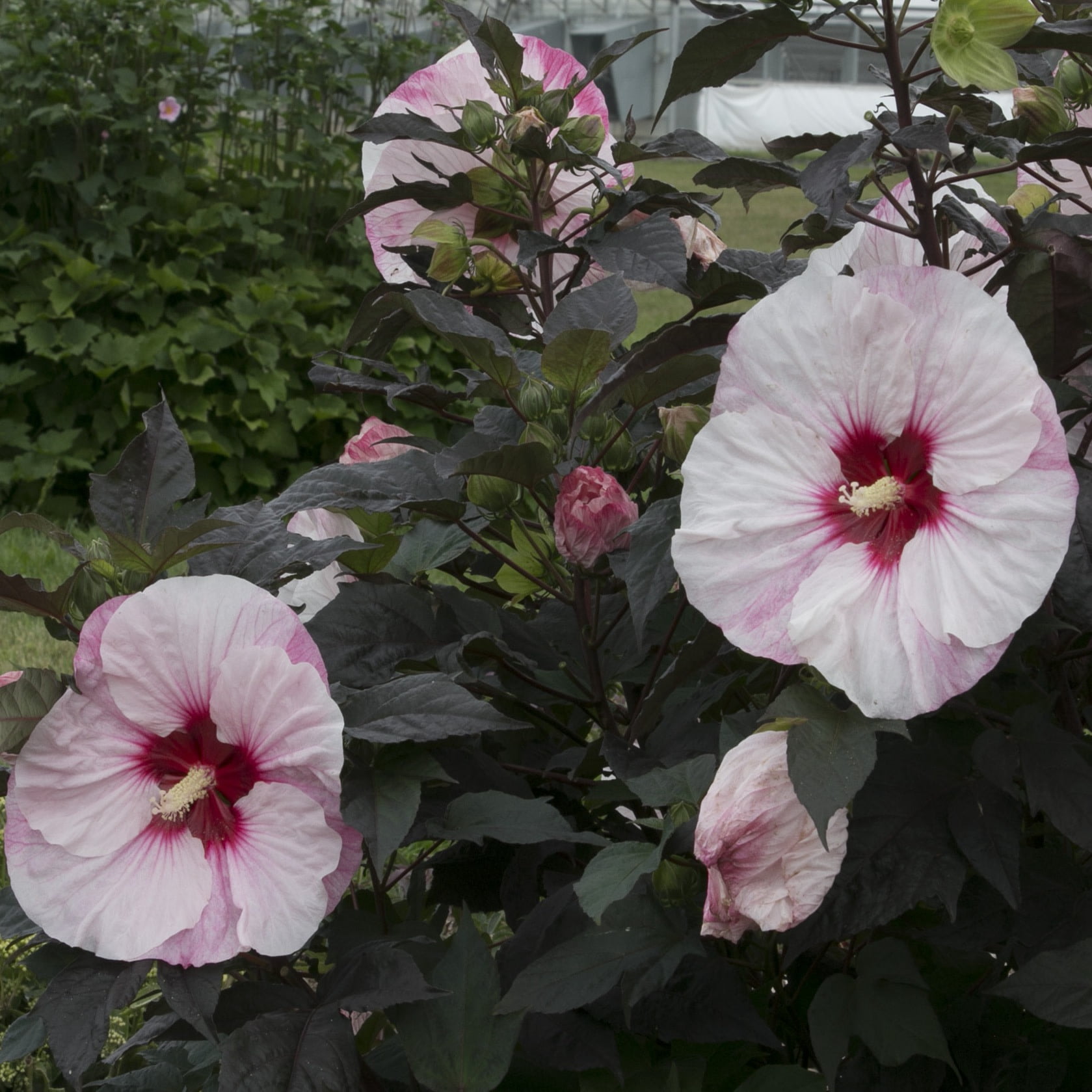Proven Winners 18" White Summerific 'Perfect Storm' Rose Mallow Live Plant in 8.88" Pot