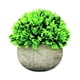 thumbnail image 1 of Mini plantas artificiales en maceta, pequeñas plantas de interior y exterior de nuestra tienda online. Gris b, 1 of 7