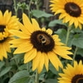 thumbnail image 3 of The Four Sisters Companion Planting Seed Pack Bundle – Non-GMO Heirloom Golden Bantam 12 Sweet Corn, Black Beauty Zucchini, Blue Lake FM1K Pole Beans, and Lemon Queen Sunflowers, 3 of 8