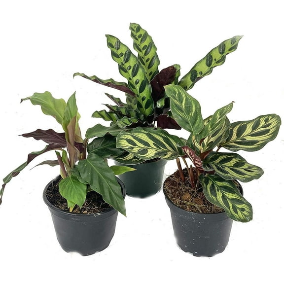 Calathea Indoor Houseplant Multi-Pack - 3 Live Plants in 4 Inch Pots - Growers Choice Based on Health, Beauty and Season - Beautiful Easy to Grow Air Purifying Indoor Plants