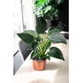 thumbnail image 3 of Gardenera Labs Philodendron Soil - Ideal Formula for Healthy and Lush Philodendron Growth - 3 QUARTS, 3 of 3