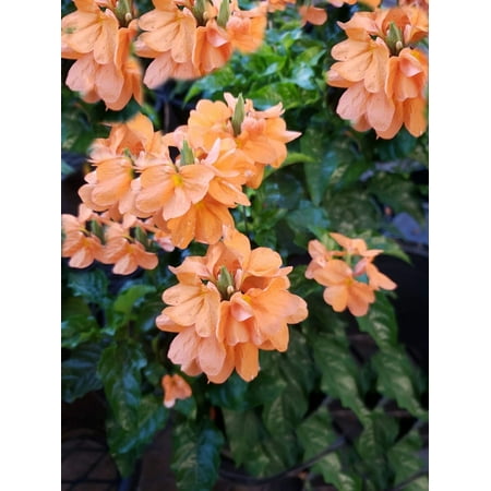 10 Seeds Orange Marmalade Plant -Great potted Tropical -Multi-use Ornamental Plant -Flower seeds -Crossandra