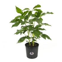 United Nursery Live Schefflera Amate Plant 24-34 inches Tall in 9.25-inch Grower Pot