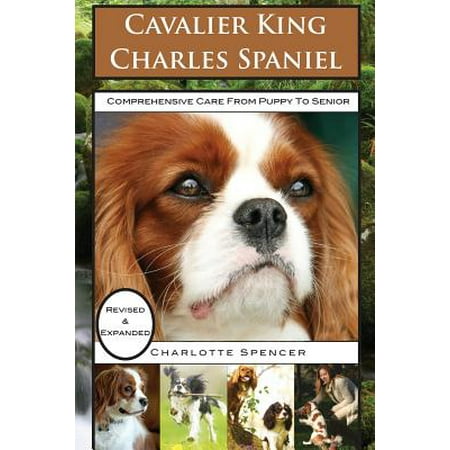 Tri Cavalier King Charles Spaniel - Cavalier King Charles Spaniel