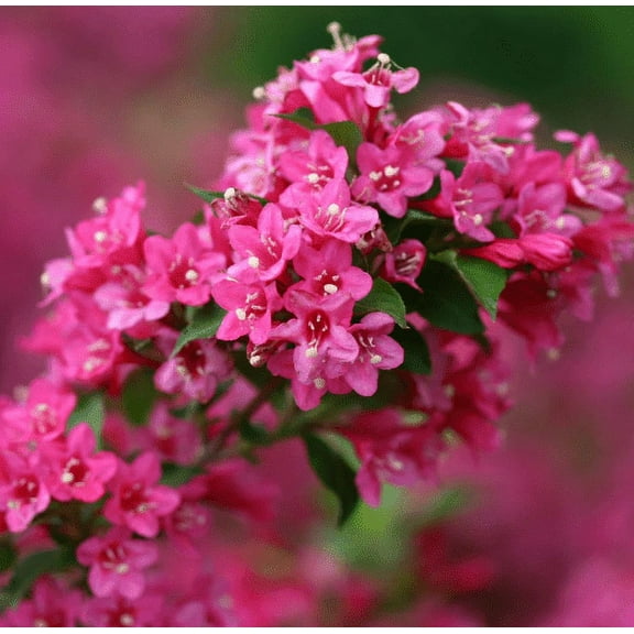 Set 2 Pink Weigelia Plants Live for Planting, Florida Weigelia Plants for Garden 6 to 12 Inch Tall in 4 Inch Pot - Dormant in Winter