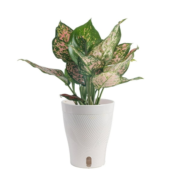 Costa Farms 14" Pink Aglaonema Live House Plants in 5" Self-Watering Pot