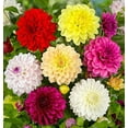 KIRA SEEDS Double DHF10 Dahlia Mix Annual Flowers for Planting