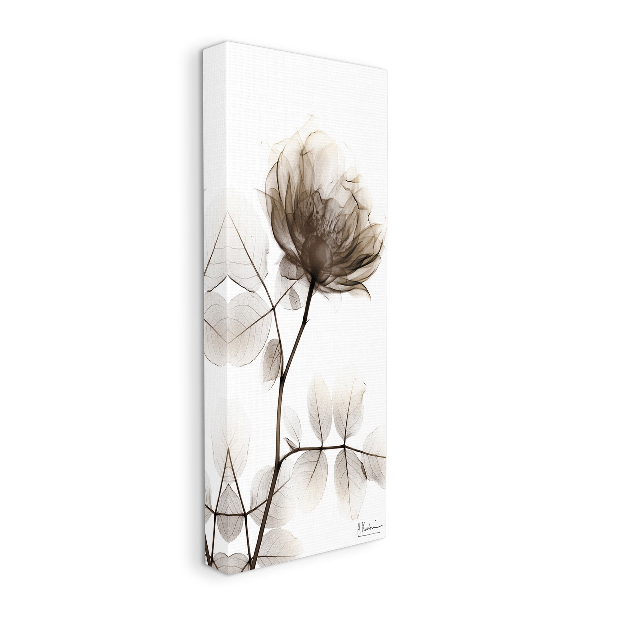 Stupell Industries Contemporary X-Ray Flower Botanical & Floral Photography Gallery Wrapped Canvas Art Print Wall Art, 20 x 48