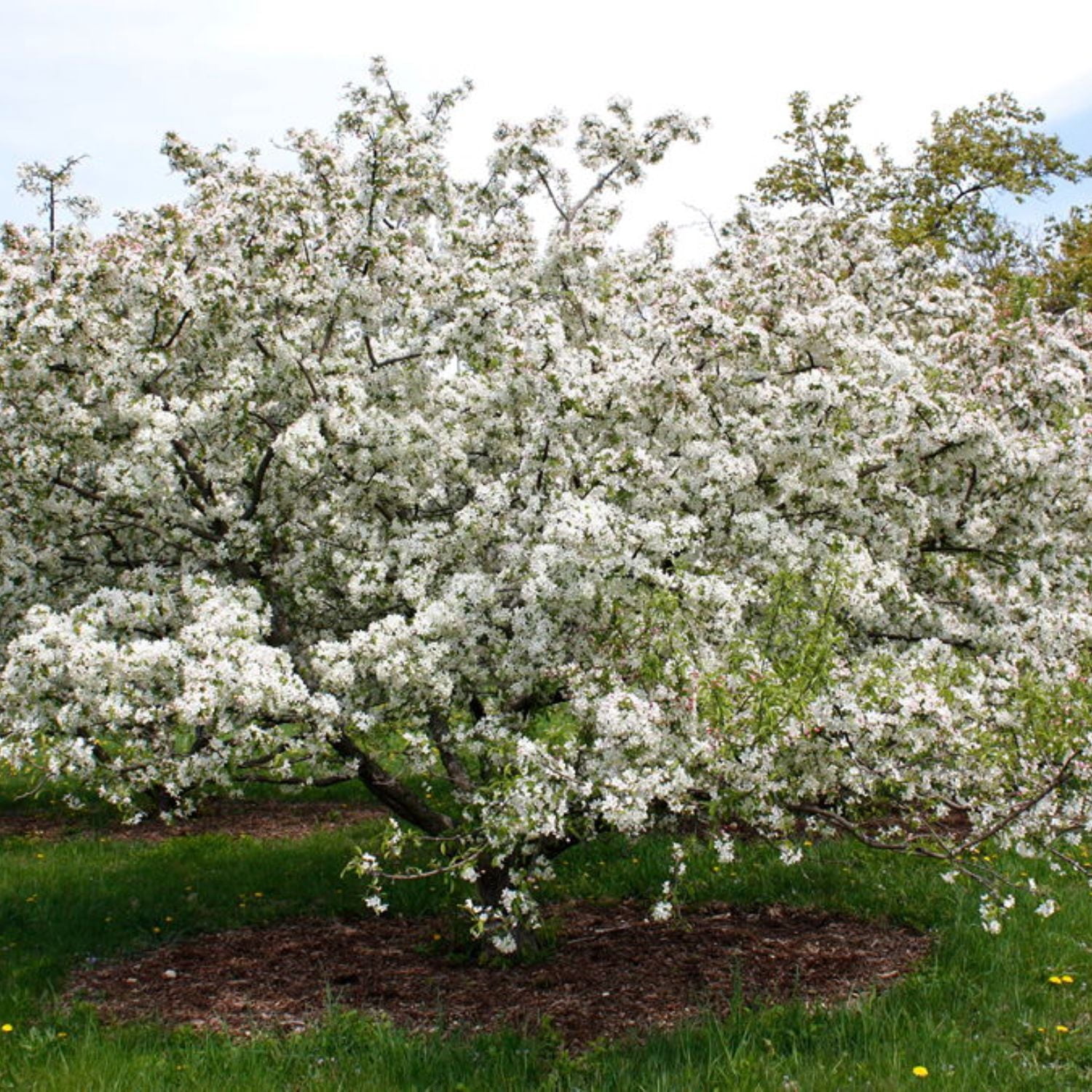 Expert Gardener 3-4 ft tall Sugar Tyme Crabapple Live Tree in 7-Gallon Grower Pot
