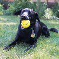 thumbnail image 2 of CHOK Squeezz Jouet pour Chien Balle de Tennis, 2 of 2