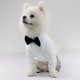 thumbnail image 4 of Esmoquin formal para perro, conjunto de disfraz y pañuelo para camisa de boda con pajarita, ropa elegante para perro, esmoquin para boda, fiesta, festival, Halloween, Navidad (gris S), 4 of 5