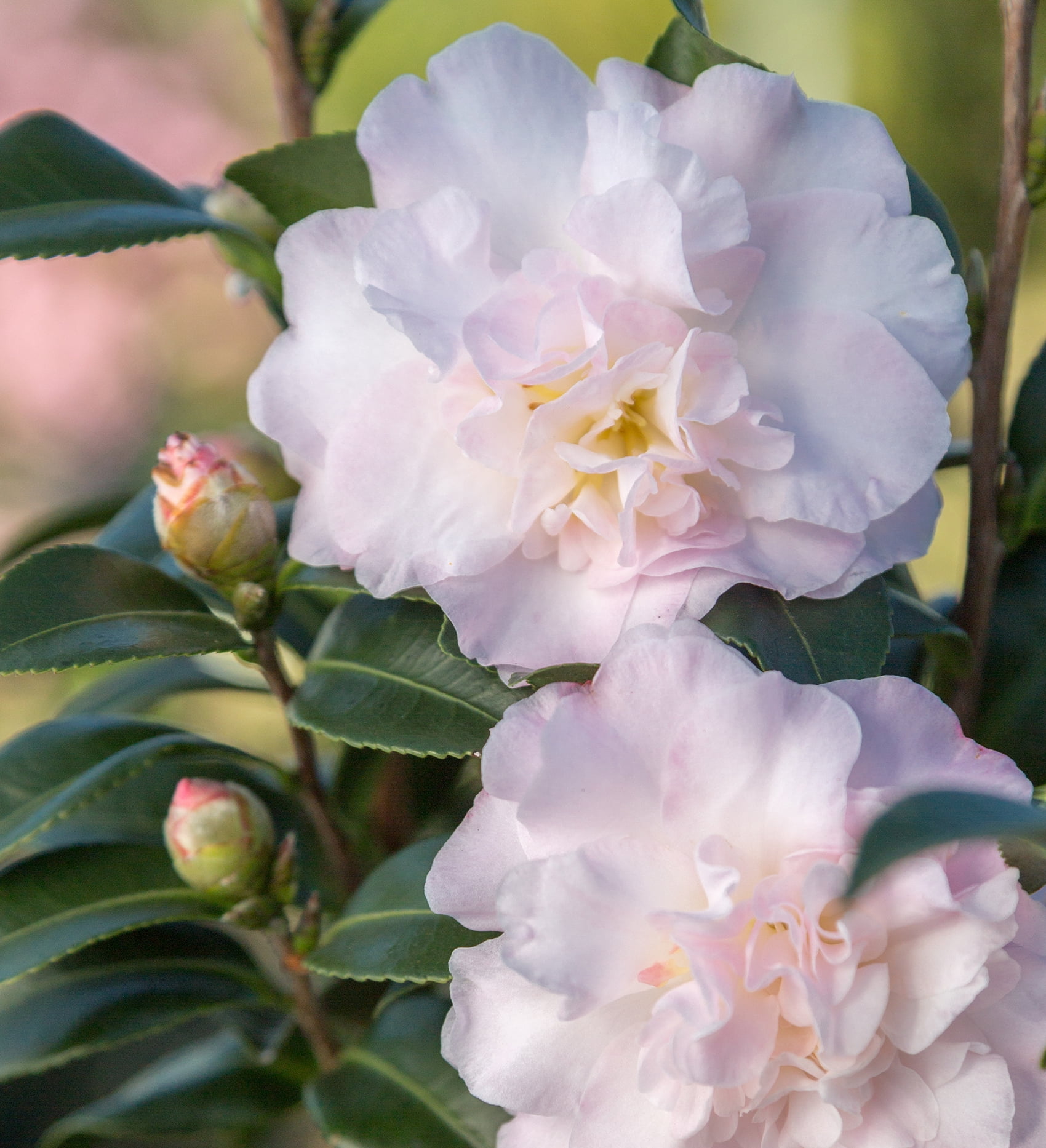 Southern Living October Magic Dawn Camellia Live Shrub in 2.5-Quart Grower Pot