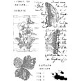 thumbnail image 2 of Creative Expressions Clear Stamp Set 4"X6"By Sam Poole-Faded Flora CEC1046, 2 of 2