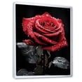thumbnail image 2 of Designart "Red Black Rose gracefulness IV" Floral Floater Framed Canvas Art Print, 2 of 7