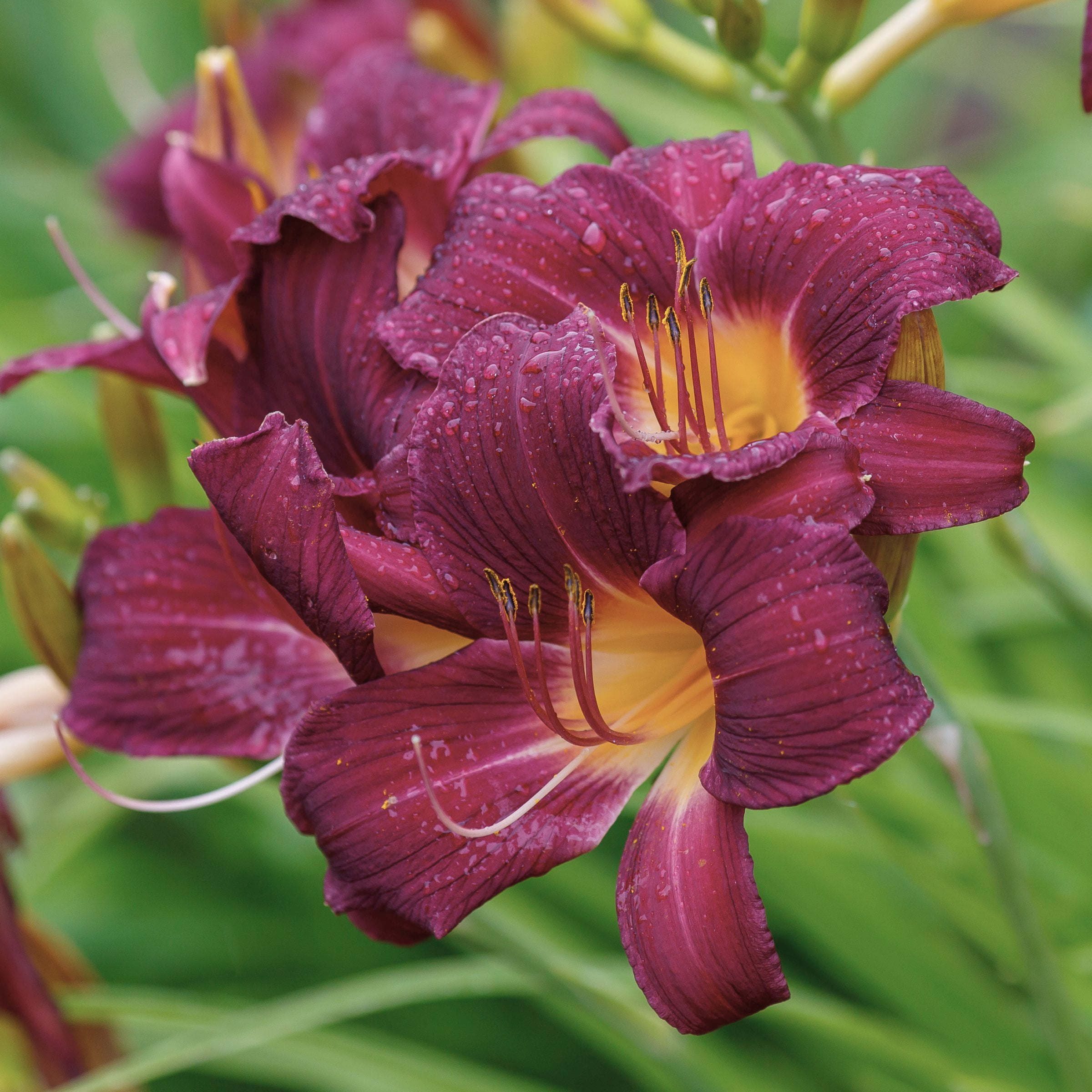 National Plant Network Bare Root Daylily Little Grapette Perennial Plant (10-Pack)