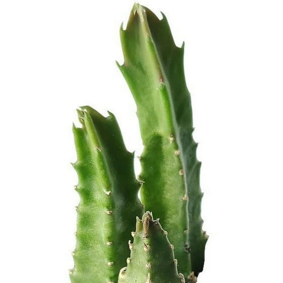 Stapelia Gigantea Zulu Giant Succulent (2"  Plastic Pot) - Tiny, Lovely, Easy to Care Cactus for Beginners - Live Healthy Unique Cactus -