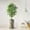 Ficus Tree, variant on Artificial Tree in Modern Contemporary Planter, Fake Bird of Paradise Silk Tree for Indoor and Outdoor Home Decoration - 58" Overall Tall (Plant Pot Plus Tree)