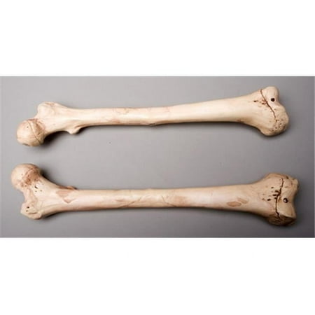 Skeletons and More SM384DLA Aged Left Femur Bone
