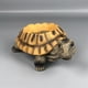 thumbnail image 4 of Maceta de resina colorida con forma de tortuga | Decoración para exteriores, jardines y patios | Maceta desmontable para plantas artificiales y decoración del hogar, 4 of 6