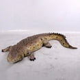 thumbnail image 4 of Crocodile Life Size Statue, 4 of 11