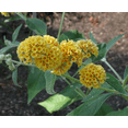 thumbnail image 7 of Honeycomb Buddleia Live Plant, Fragrant Yellow Butterfly Bush Buddleia Butterfly Plant 4-8 Inc Tall, Well-Rooted for Outdoor Gardens, 7 of 7