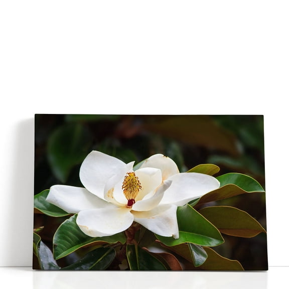 White Magnolia Flower Blossom With Glossy Green Leaves - Wrapped Canvas Print Wall Art | 18" W x 12" H