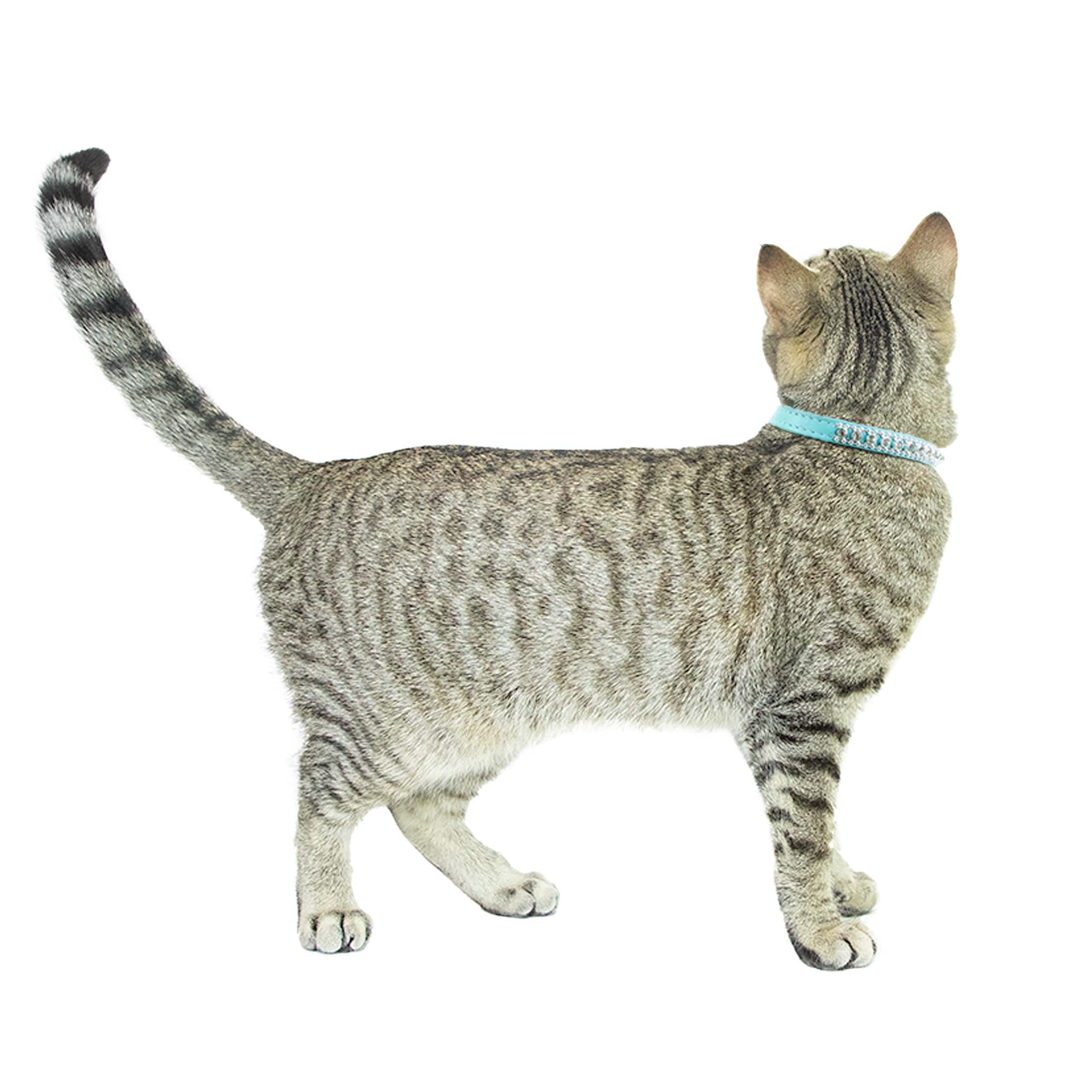 Vibrant Life 2-Pack Cat Collar, Teal and Blue Rhinestone, One Size