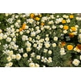 thumbnail image 6 of 1000 Seeds WHITE CALIFORNIA POPPY Eschscholzia Californica Flower Seeds, 6 of 11