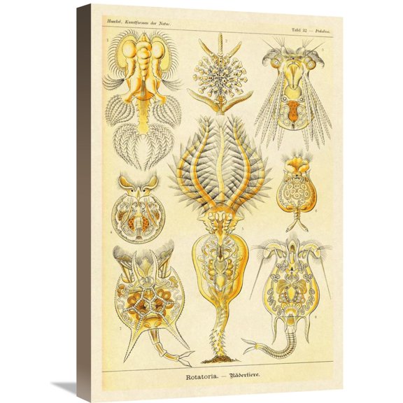 Ernst Haeckel 'Haeckel Nature Illustrations: Rotatoria, rotifera worms' Canvas Wall Art