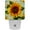 Multi-colored, variant on PhooArto Yellow Floral Sunflowers Field Plug in LED Night Light Auto Sensor Dusk to Dawn Decorative Night for Bedroom, Bathroom, Kitchen, Hallway, Stairs, Baby's Room, Energy Saving