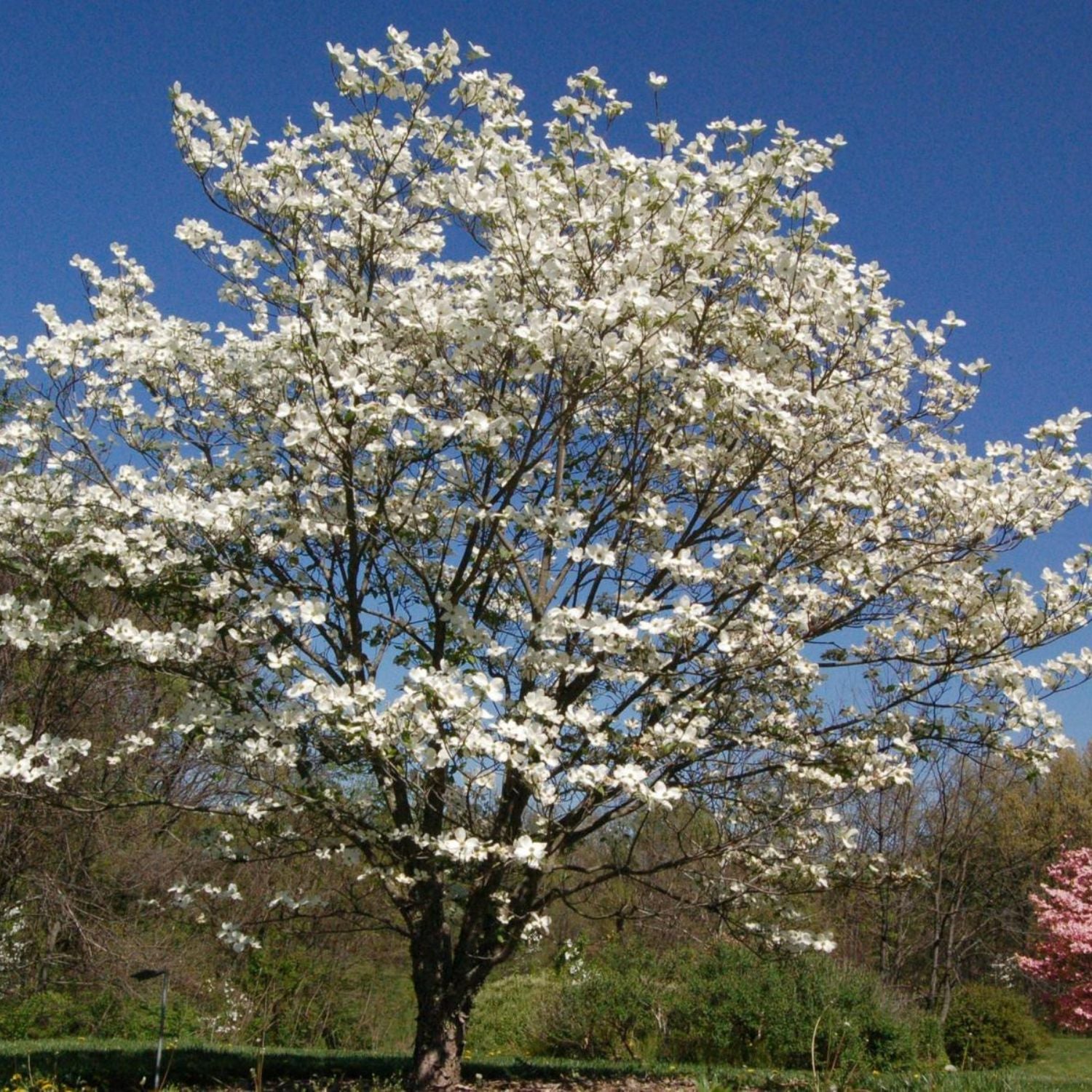 Expert Gardener 2-3 ft. tall Appalachian Mist Dogwood Live Tree in 5- Gallon Grower Pot