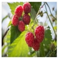 3 Raspberry Plants Fall BearingLuscious flavor (3 bare root plants