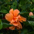 thumbnail image 2 of Tropical Plants of Florida 38" to 44" Braided Double Peach Hibiscus Tree, 10 in Grower Pot, 1 Count, Attract Bees, 2 of 6