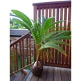 thumbnail image 4 of American Plant Exchange Coconut Palm Tree, Dwarf Malaysian Green, Tropical Live Plant, 6-Inch Pot, Fruiting Houseplant for Indoor/Outdoor Use, 4 of 7