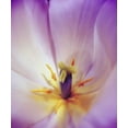 thumbnail image 2 of Peck, Gail 26x31 White Modern Wood Framed Museum Art Print Titled - Radiant, 2 of 4